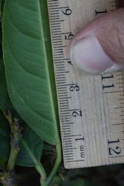             Unifoliolate leaf (Riverside, CA)       