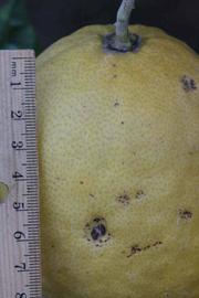            Fruit (Riverside, CA)   