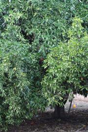            Habit (Riverside, CA)   