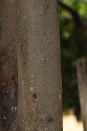            Bark (Riverside, CA)   