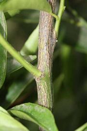              Second - third year twig (Riverside, CA)       