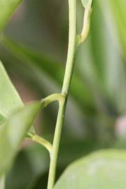            First year twig (Riverside, CA)   