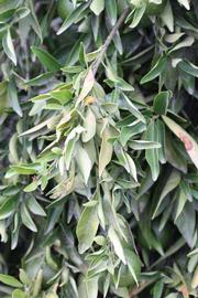              Sun leaves (Riverside, CA)       