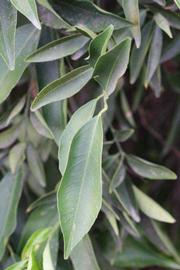              Sun leaves (Riverside, CA)       