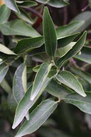              Sun leaves (Riverside, CA)       