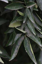              Shade leaves (Riverside, CA)       