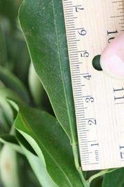              Unifoliolate leaf (Riverside, CA)       