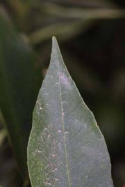              Margin (Riverside, CA)       