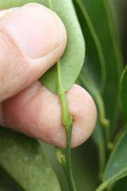              Petiole (Riverside, CA)       