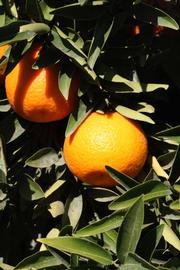            Fruit (Riverside, CA)   