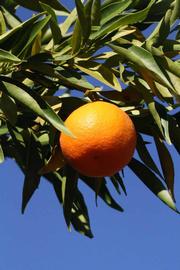            Fruit (Riverside, CA)   