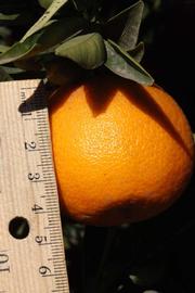            Fruit (Riverside, CA)   