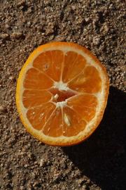            Fruit cross-section (Riverside, CA)   