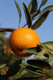            Fruit (Riverside, CA)   