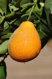              Fruit of  Citrus  x  georgiana         (Sinton, Riverside, CA)       