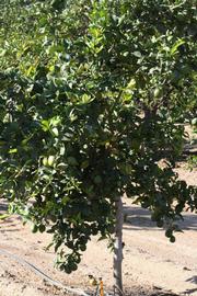            Habit (Riverside, CA)   