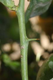            First year twig (Riverside, CA)   