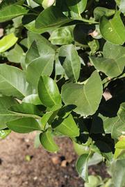              Sun leaves (Riverside, CA)       