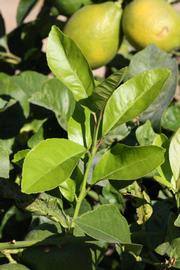              Sun leaves (Riverside, CA)       
