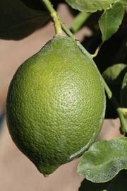            Immature fruit (Riverside, CA)   