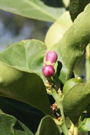              Flower (Riverside, CA)       