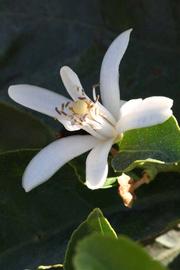              Flower (Riverside, CA)       