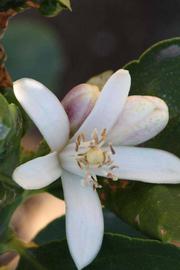              Flower (Riverside, CA)       