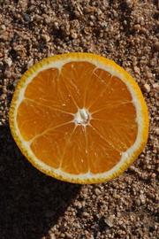            Fruit cross-section (Riverside, CA)   