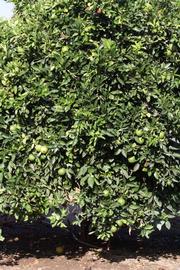            Habit (Riverside, CA)   