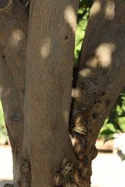            Bark (Riverside, CA)   