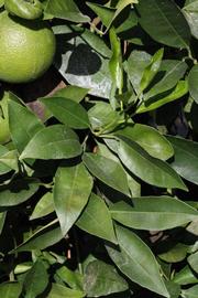              Sun leaves (Riverside, CA)       