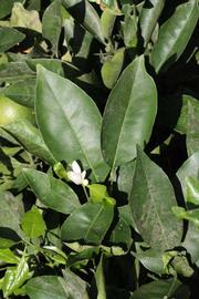              Sun leaves (Riverside, CA)       