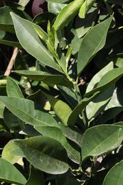              Sun leaves (Riverside, CA)       