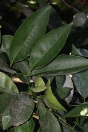              Shade leaves (Riverside, CA)       