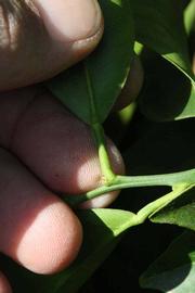              Petiole (Riverside, CA)       