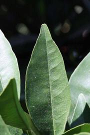              Margin (Riverside, CA)       