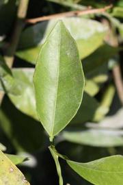              Unifoliolate leaf (Riverside, CA)       