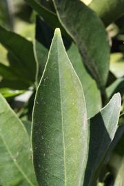              Margin (Riverside, CA)       