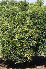              Habit (Riverside, CA)       