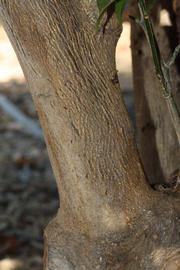              Bark (Riverside, CA)       