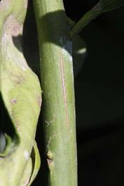            First year twig (Riverside, CA)   