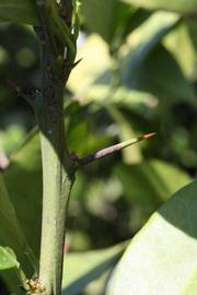            First year twig (Riverside, CA)   