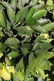              Sun leaves (Riverside, CA)       