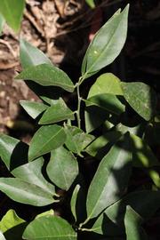              Sun leaves (Riverside, CA)       