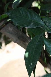              Shade leaves (Riverside, CA)       