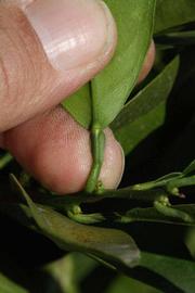              Petiole (Riverside, CA)       