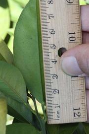              Unifoliolate leaf (Riverside, CA)       