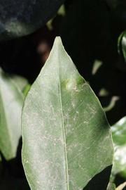              Margin (Riverside, CA)       