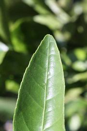              Margin (Riverside, CA)       