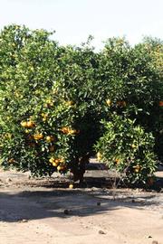            Habit (Riverside, CA)   